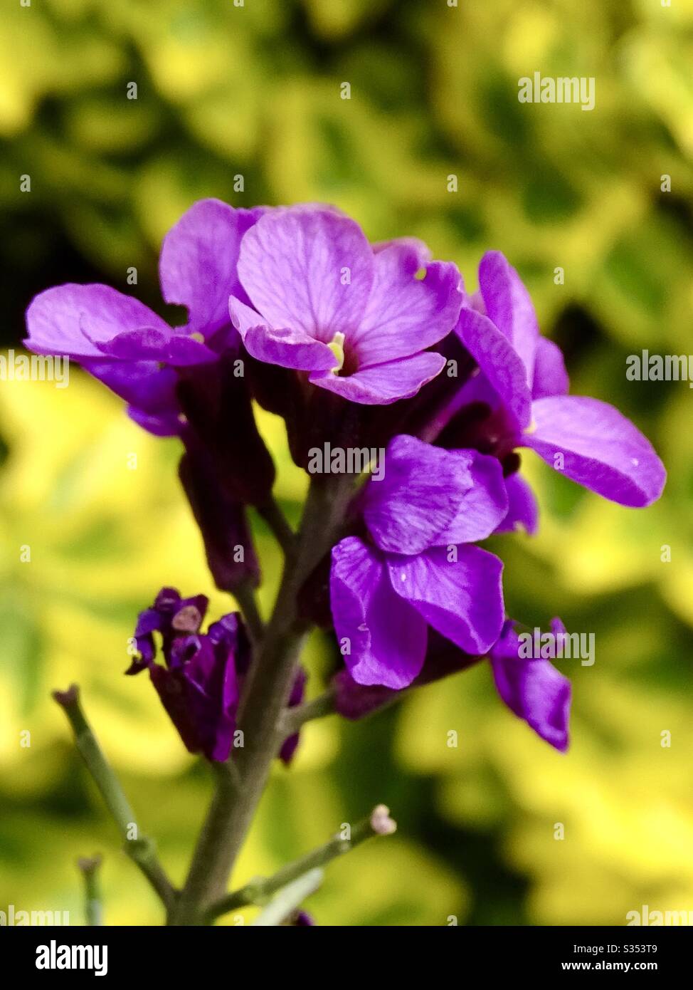 Erysimum flowers in the spring sunshine Stock Photo