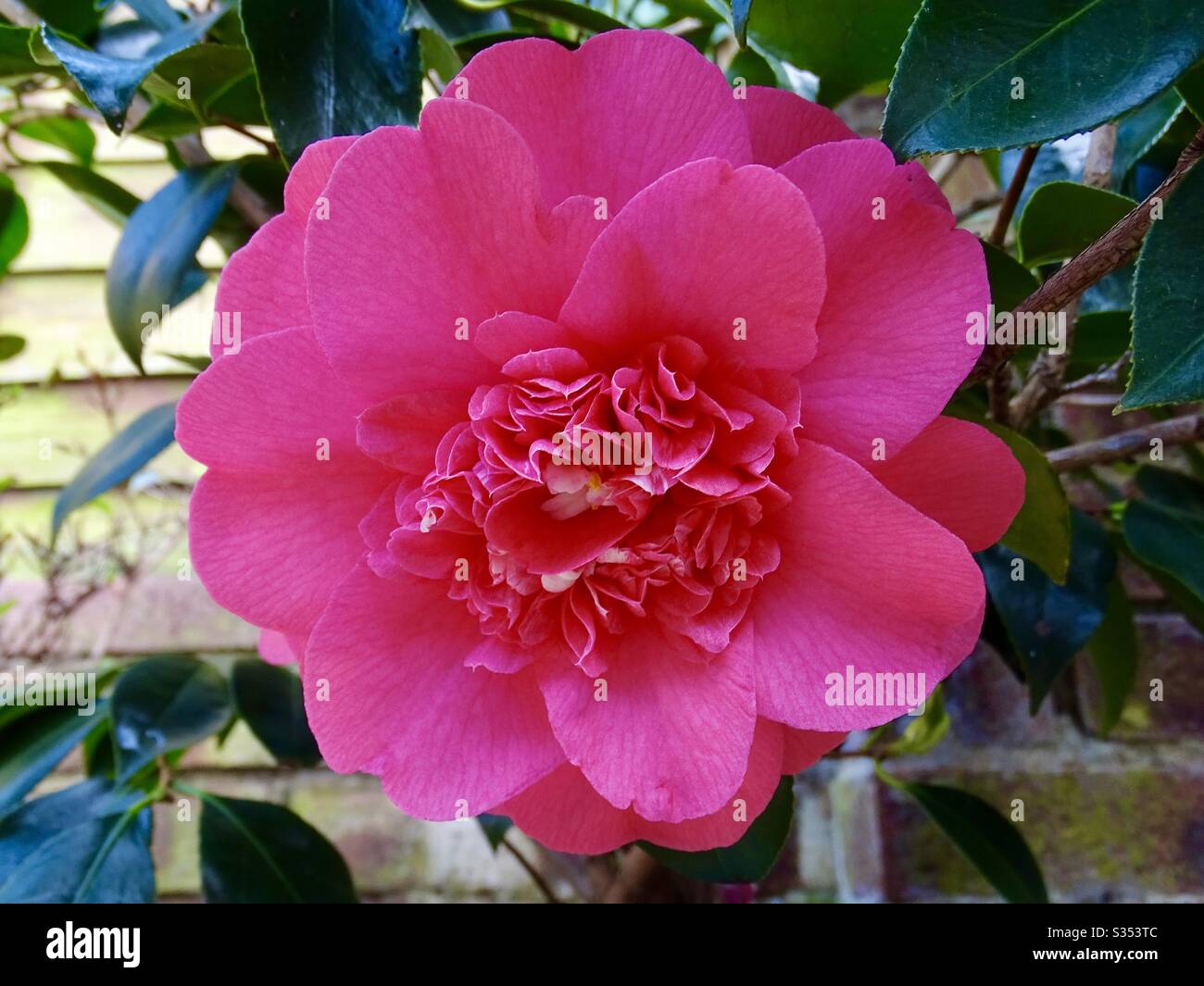 Pink camelia flower in the spring sunshine Stock Photo