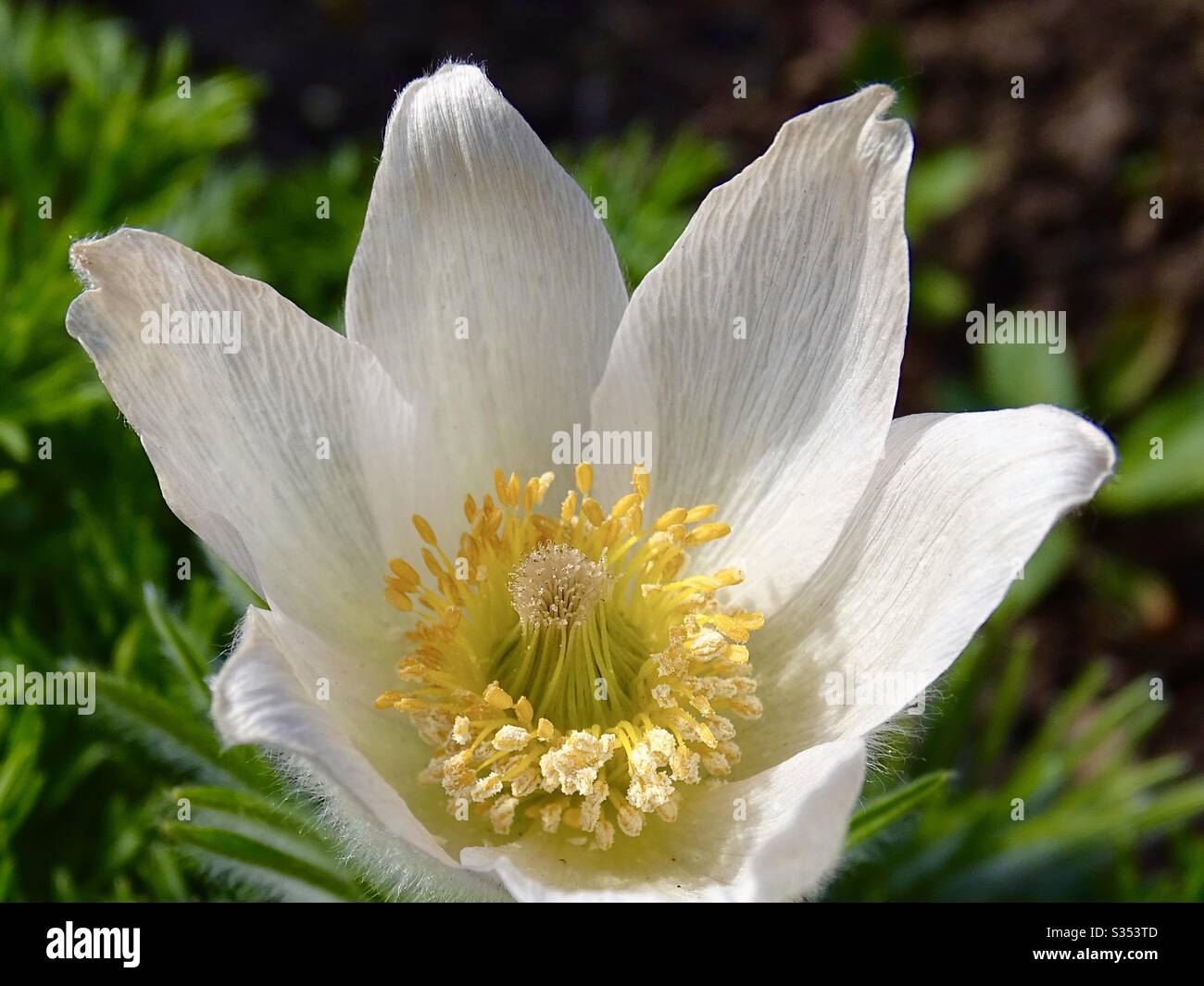 Beautiful white and yellow pulsatilla flower in the spring sunshine Stock Photo