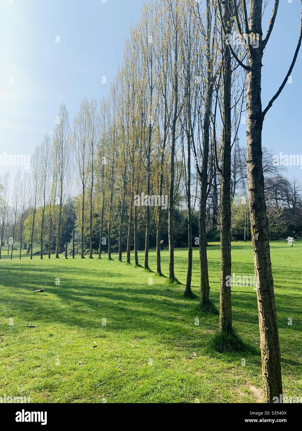 Tall thin trees in a line on a sunny day Stock Photo