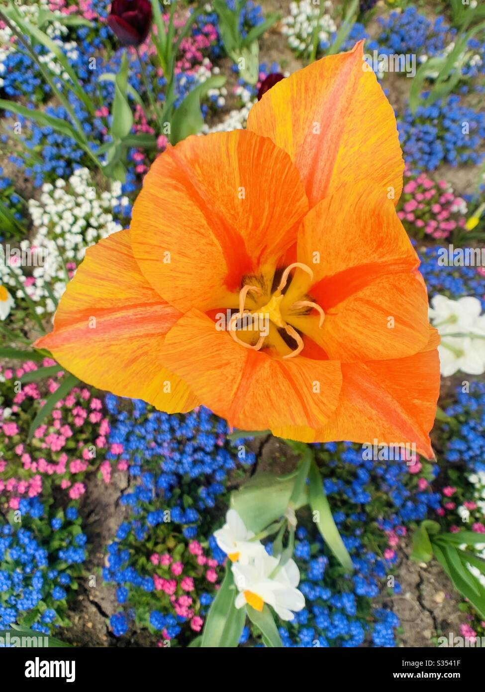 Triangular orange flower - Smartphone Captured Stock Image