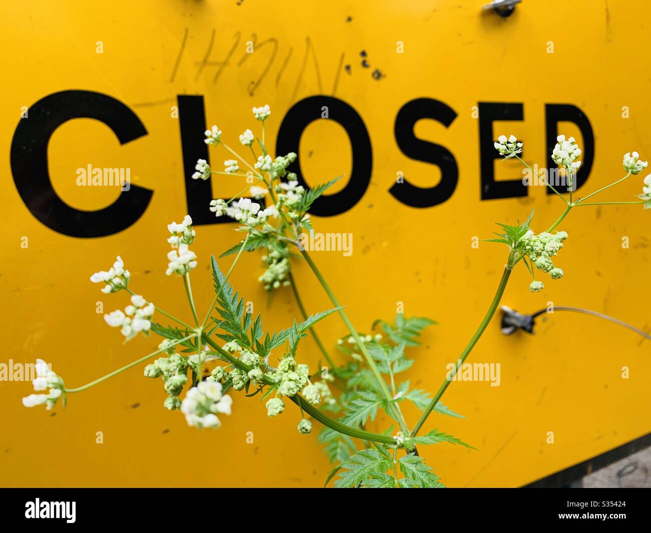 Yellow Closed sign with flowers Stock Photo