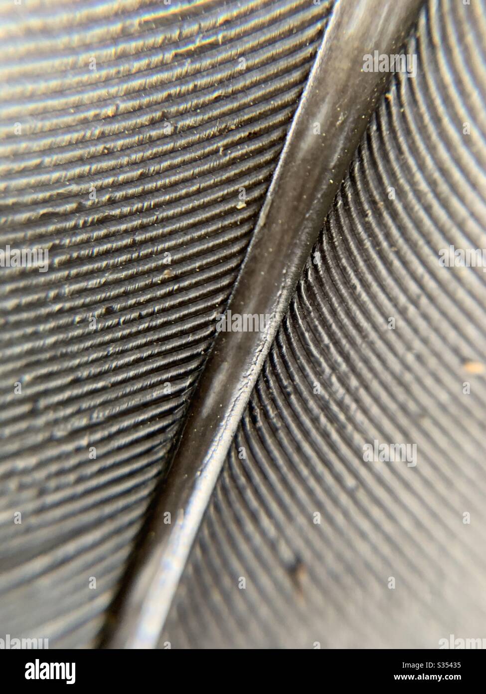 Macro photo of pigeon feather - Smartphone Captured Stock Image