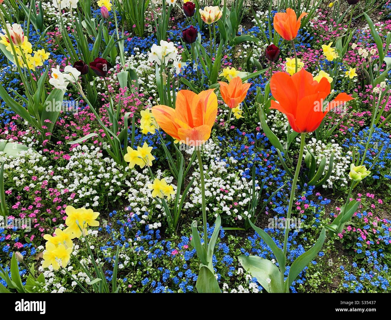 Colourful tulips in flower garden - Smartphone Captured Stock Image