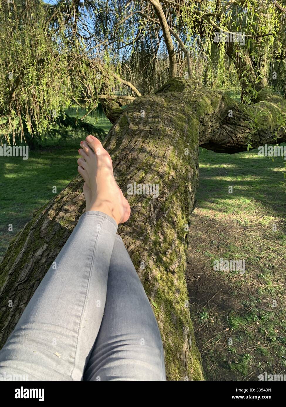 Resting up a tree pov Stock Photo