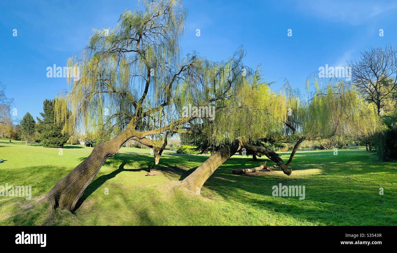 Leaning weeping willows in park - Smartphone Captured Stock Image