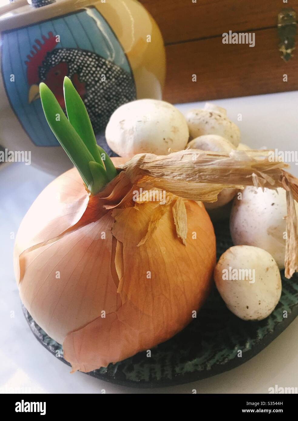 Sprouting onion, mushrooms and garlic on a residential kitchen counter, USA - Smartphone Captured Stock Image