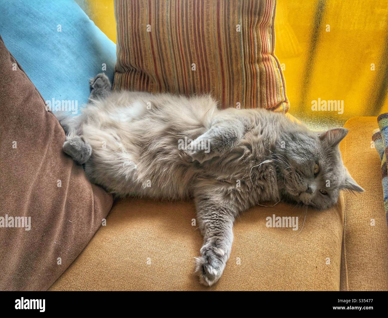 British cat relaxed on his back laying on couch Stock Photo