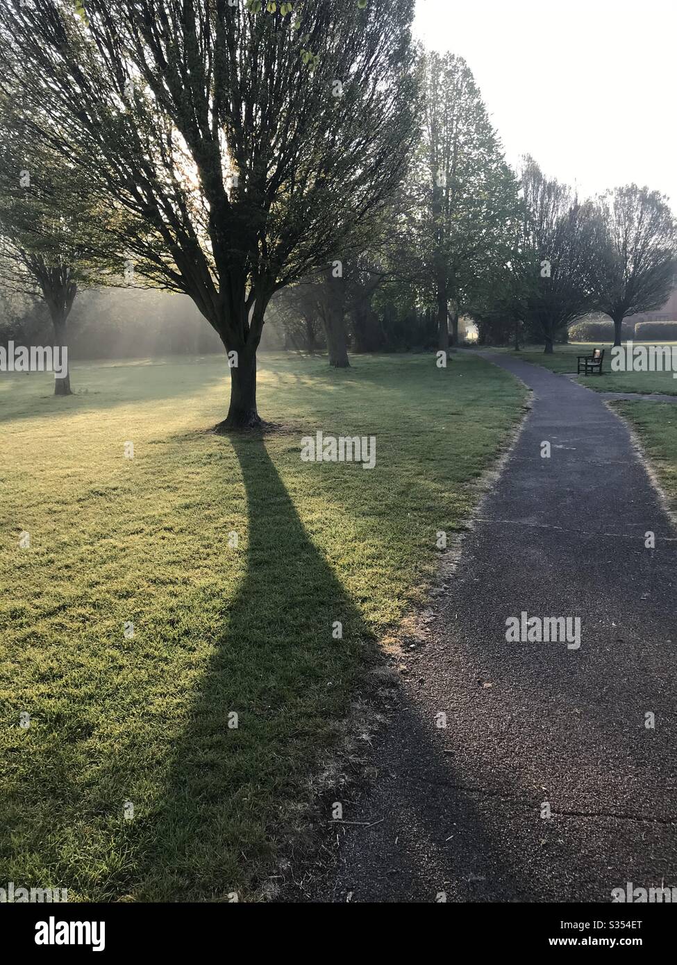 Park in the morning sun Stock Photo Alamy