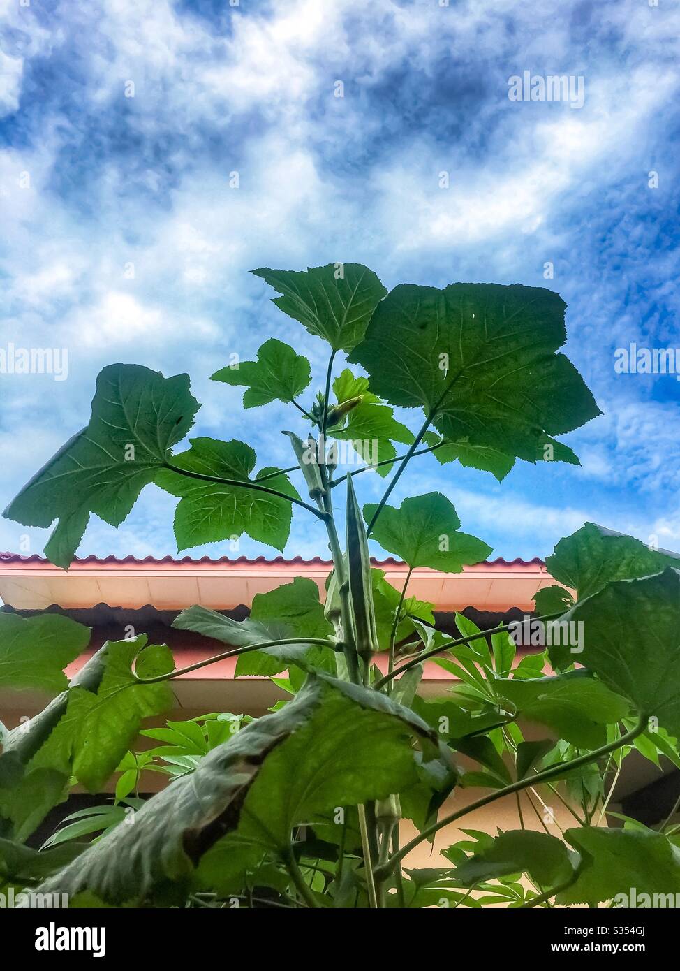 Lady fingers tree Stock Photo Alamy