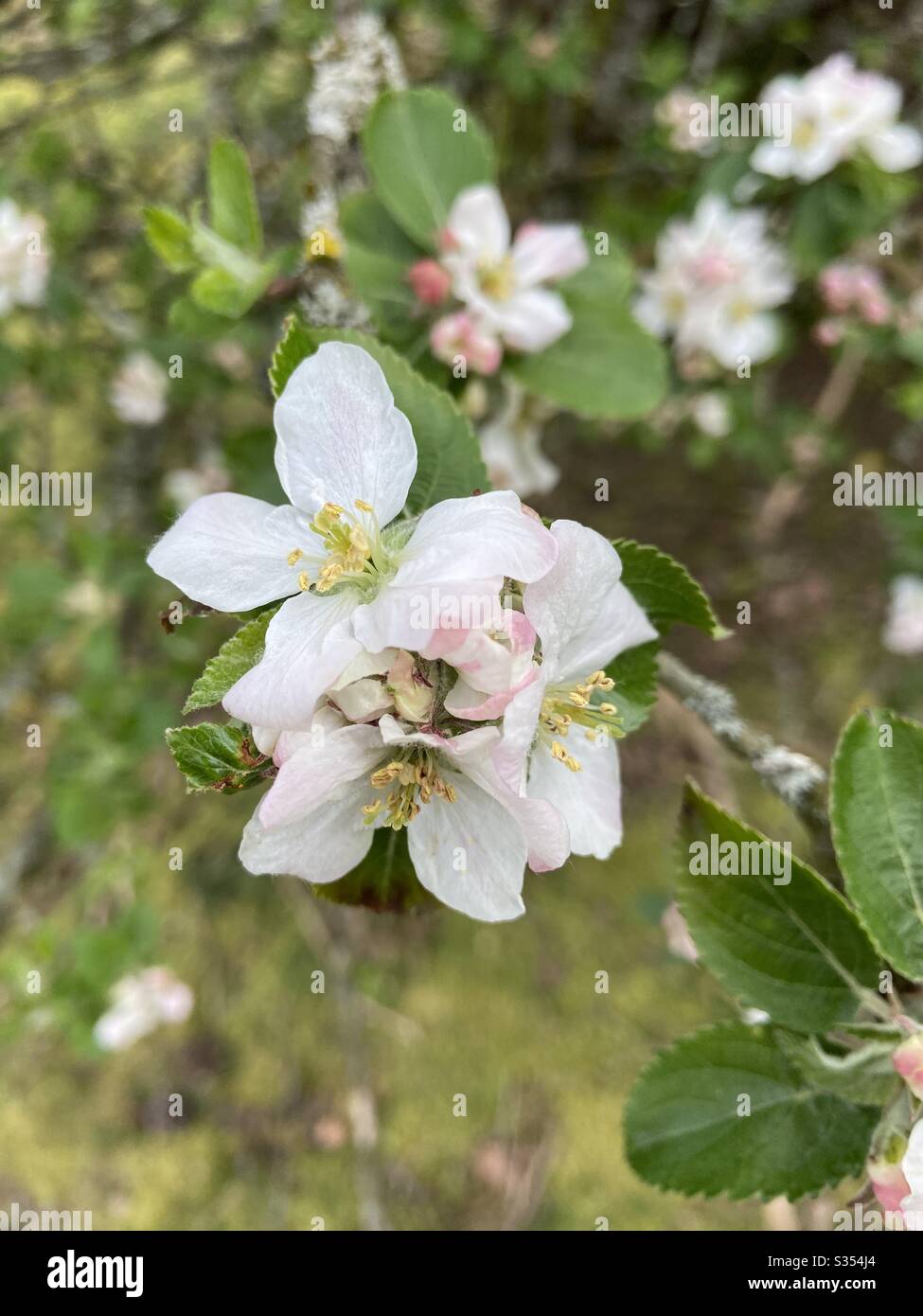 White flower in bloom Stock Photo Alamy