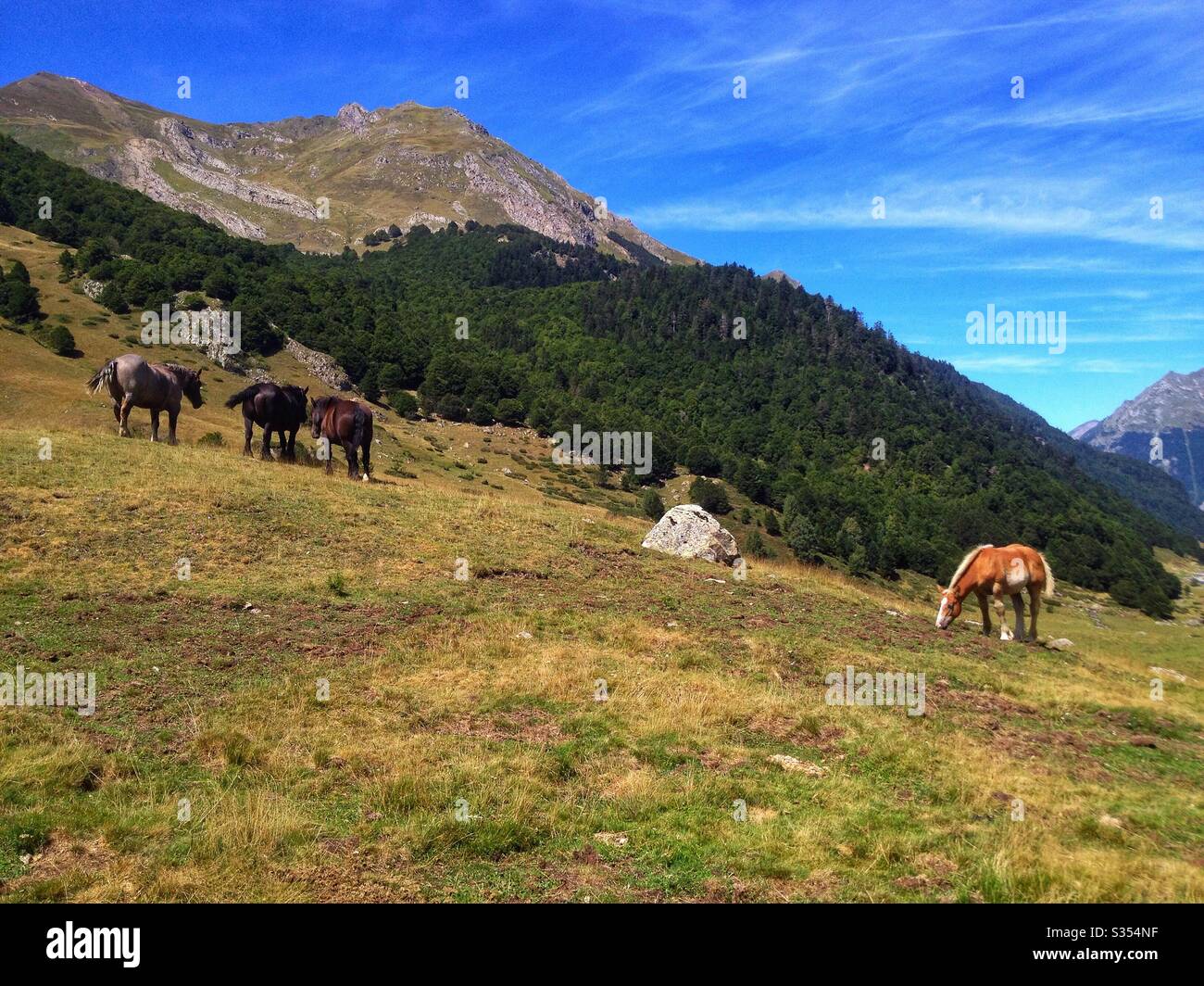 Landscape of Pyrenees Atlantique, wild horses, France - Smartphone Captured Stock Image
