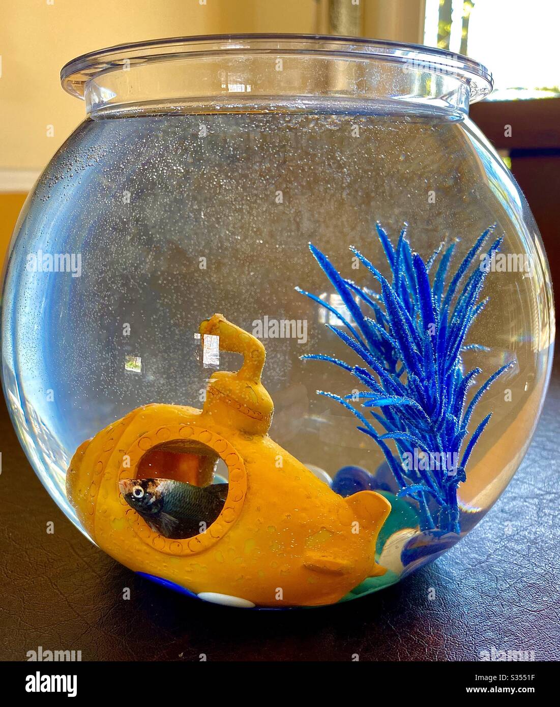 Paco, the fish, in his yellow submarine Stock Photo - Alamy