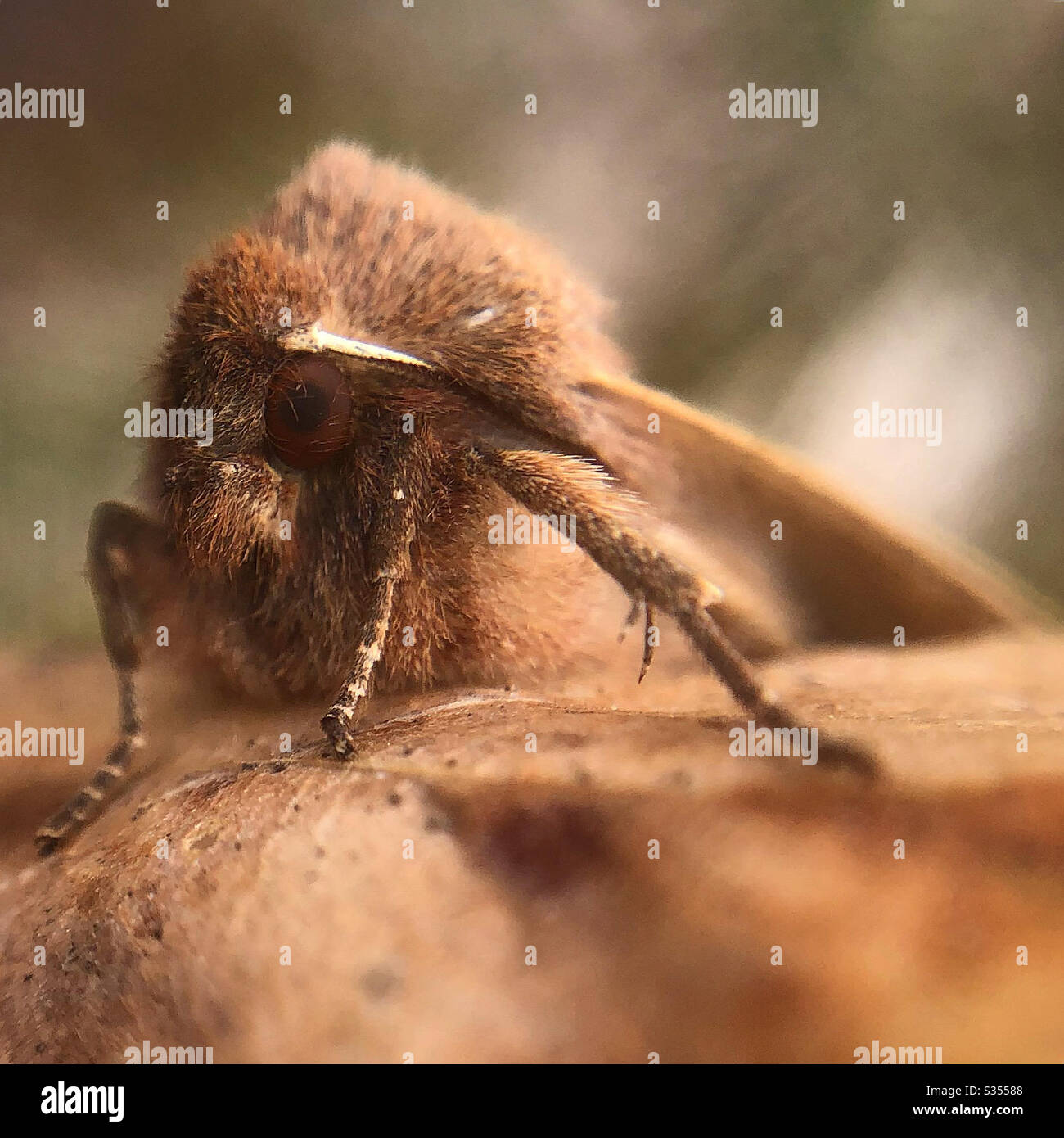 Straight toothed sallow moth Stock Photo