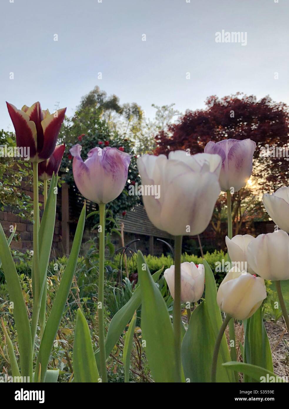 Sunset tulips - Smartphone Captured Stock Image