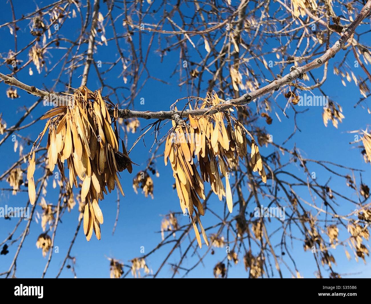 Tree branches against a bright blue sky Stock Photo - Alamy