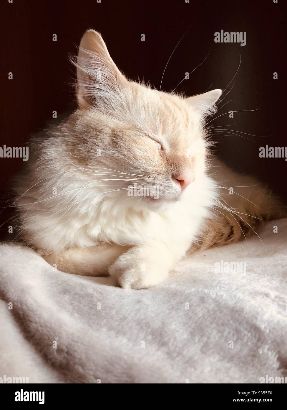Fluffy flamepoint Siamese cat sleeping Stock Photo