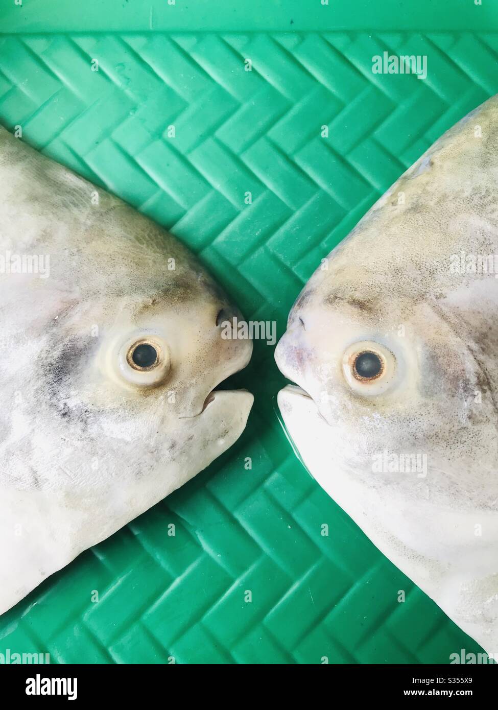 Indian butterfish delicious in taste hires stock photography and