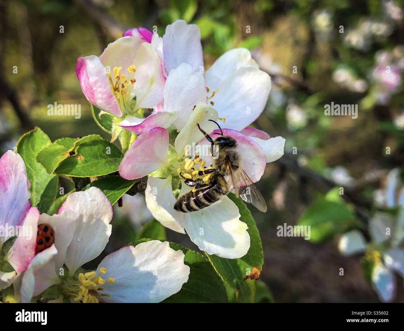 Bee on pink flowers blooming in the tree - Smartphone Captured Stock Image
