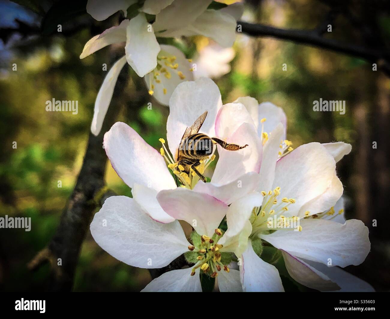 Bee on pink flowers blooming in the tree - Smartphone Captured Stock Image