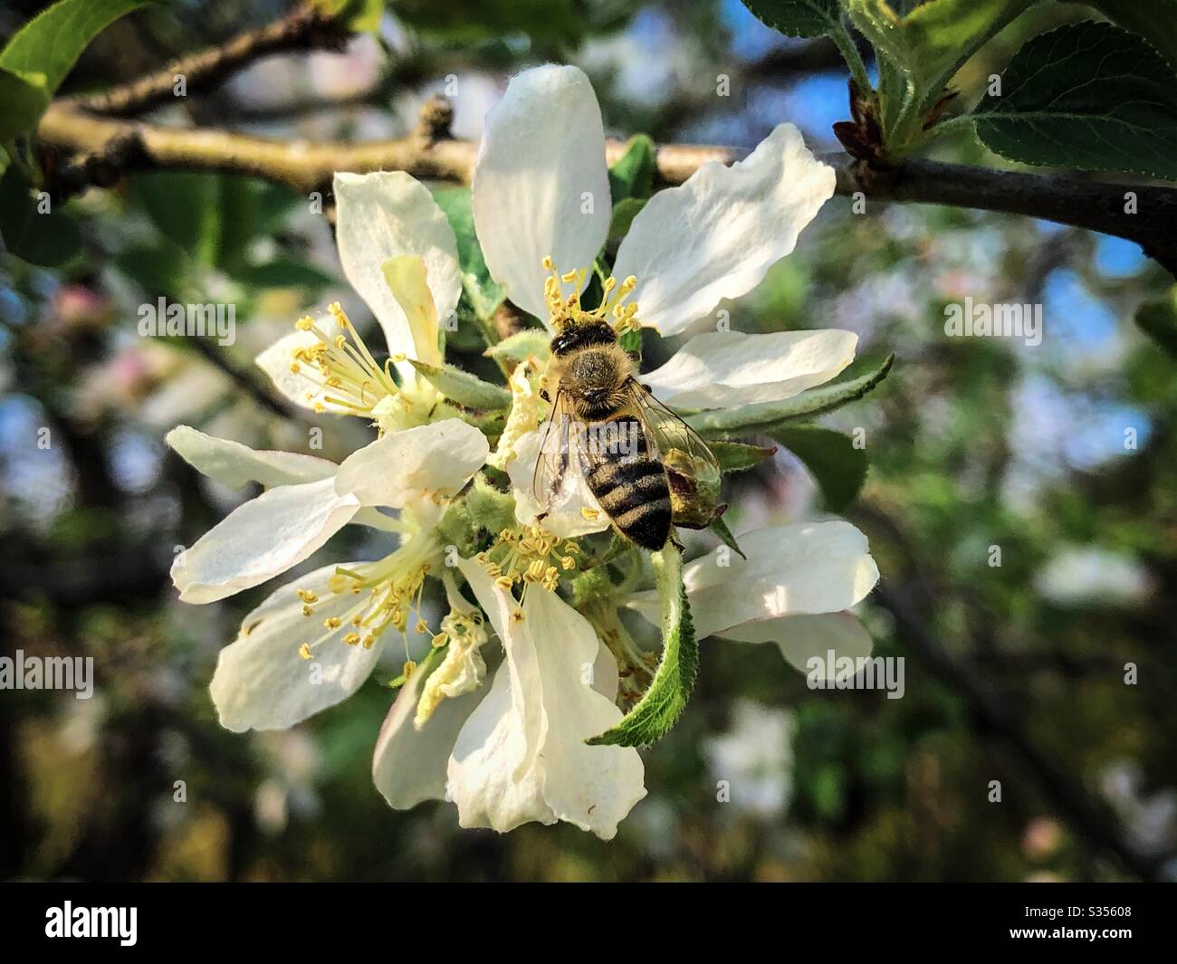 Bee on white flowers blooming in the tree - Smartphone Captured Stock Image