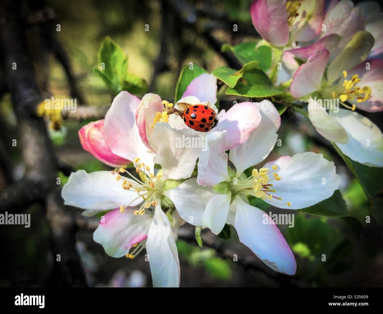 Ladybug on pink flowers blooming in the tree - Smartphone Captured Stock Image