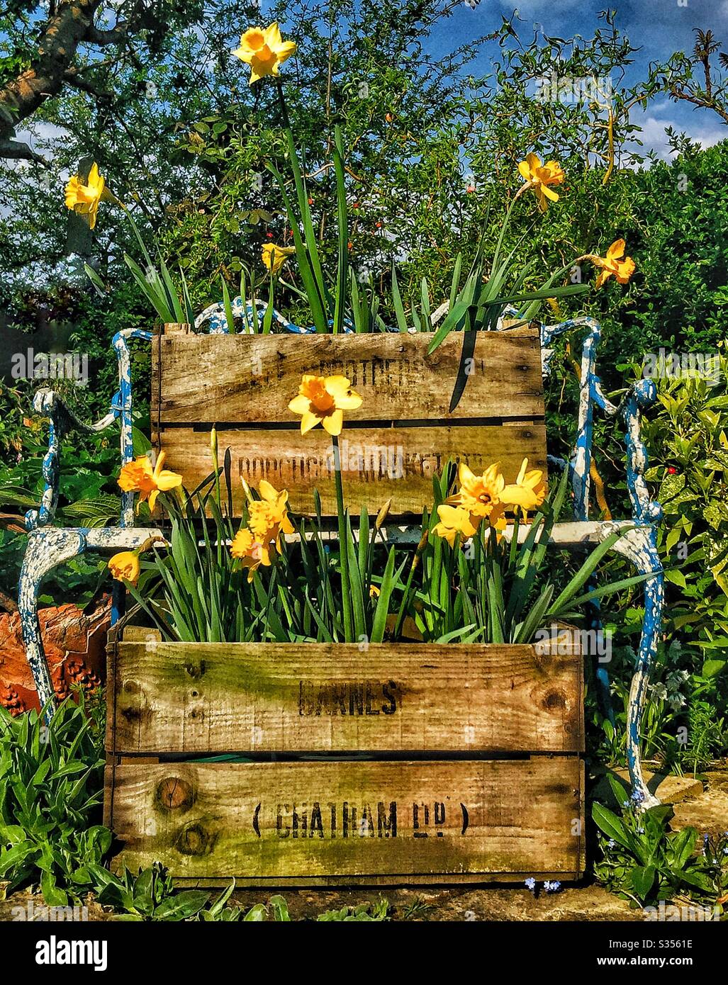 Crates of daffodils on a garden bench Stock Photo Alamy