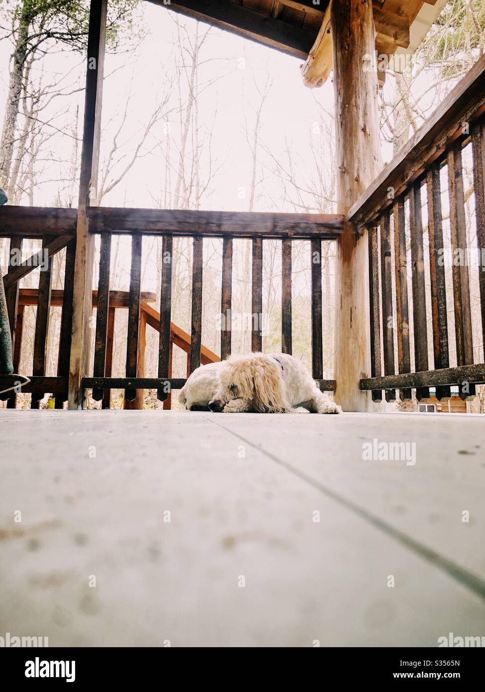 Fluffy dog sleeping on porch Stock Photo