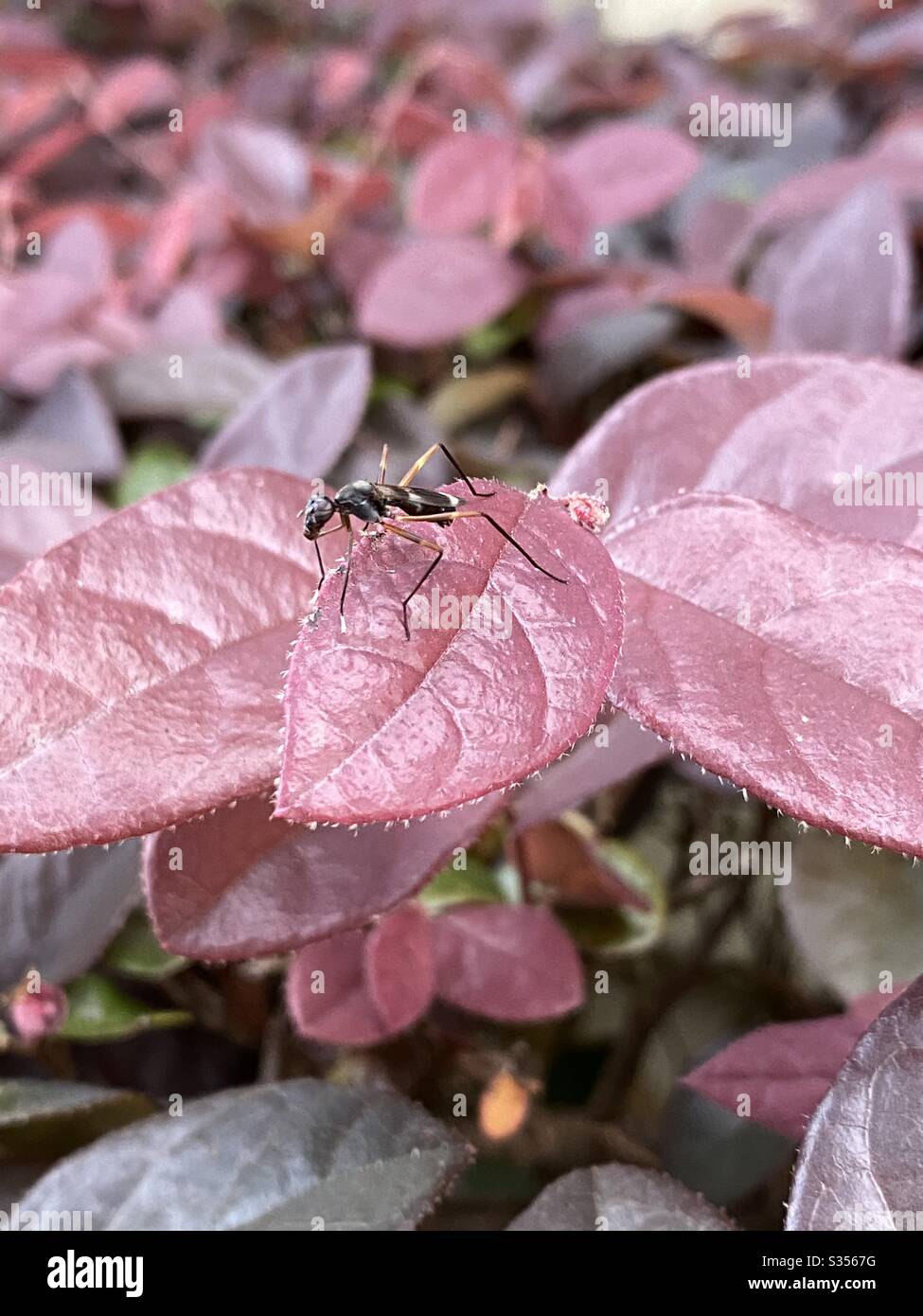 Macro of a flying ant on maroon shrub leaves - Smartphone Captured Stock Image
