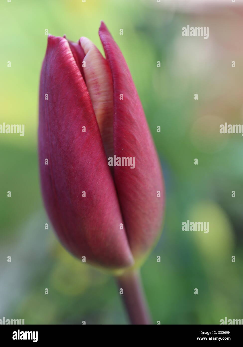 Close Up tulip Stock Photo - Alamy