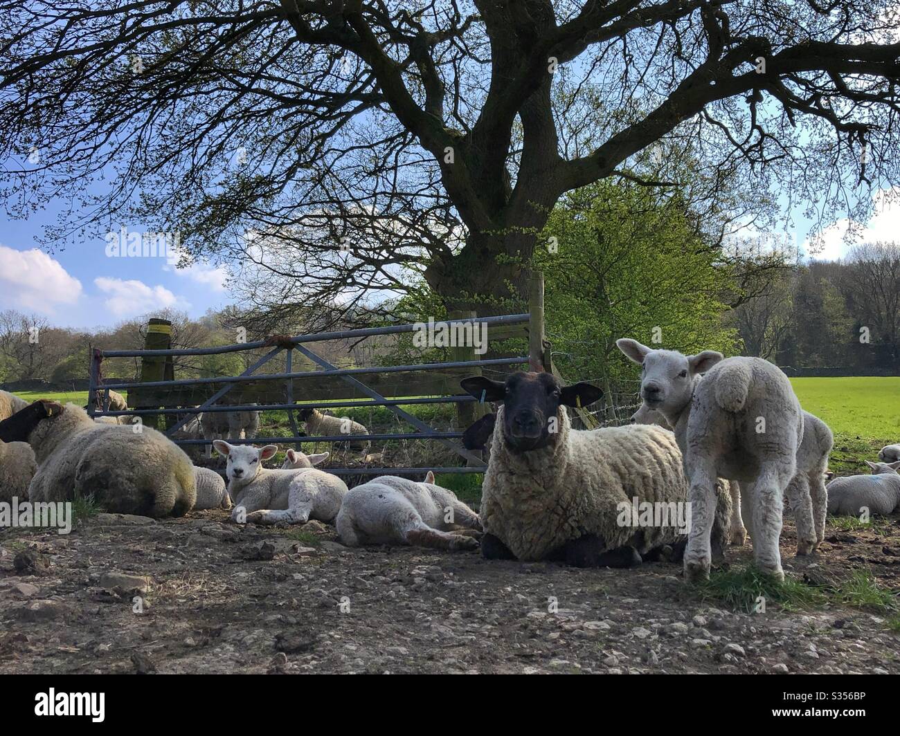 Sheep lying in the shade on a hot sunny day Stock Photo