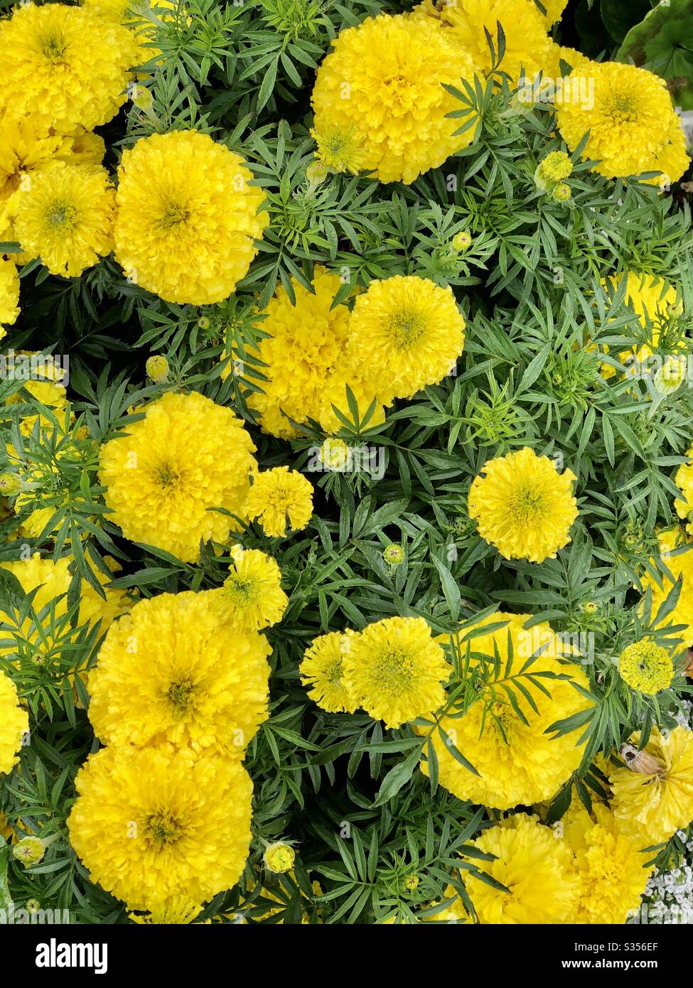 Yellow marigolds in the garden Stock Photo