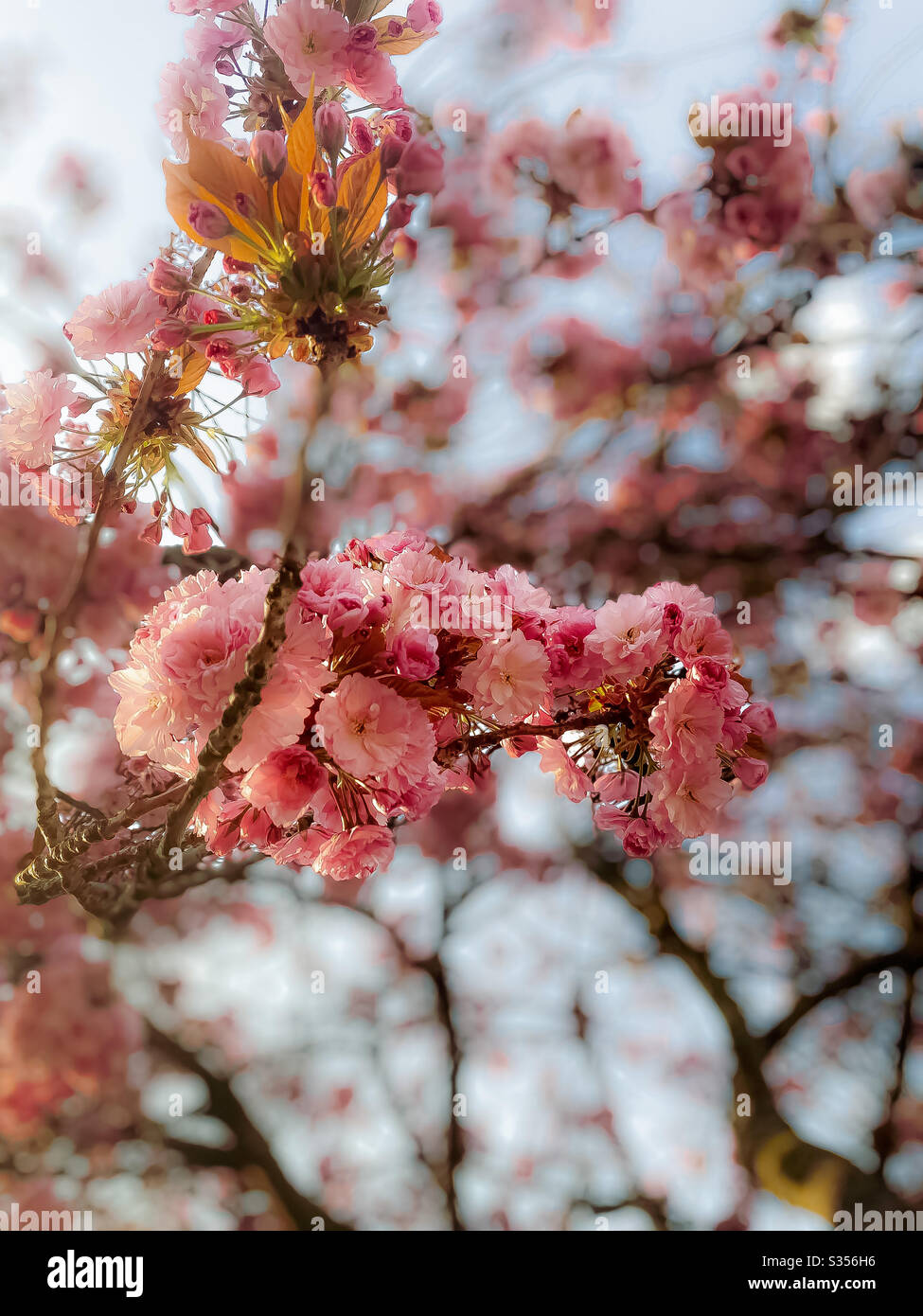 Cherry blossom tree spring hi-res stock photography and images - Alamy