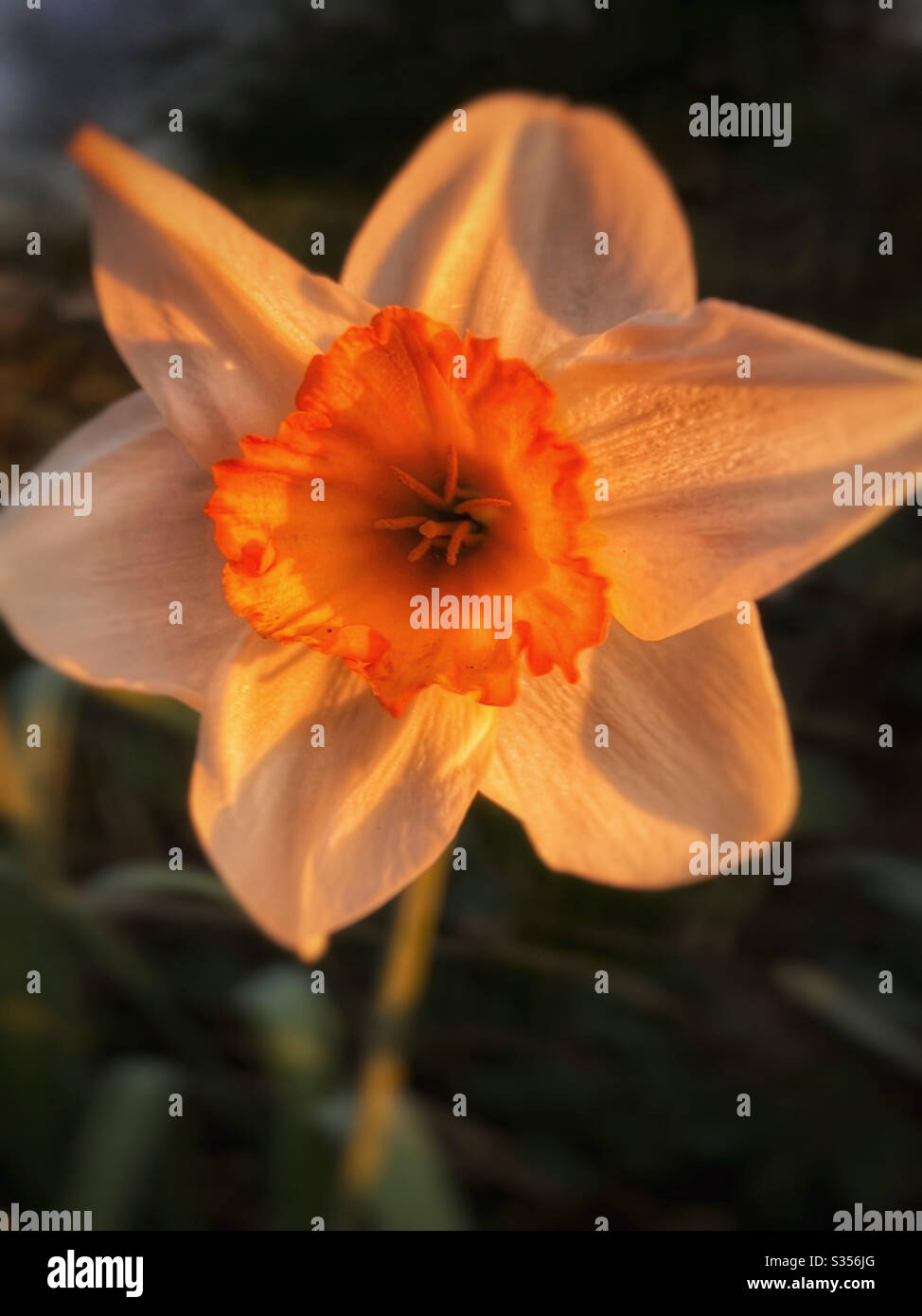 Close up of daffodil in late evening light Stock Photo