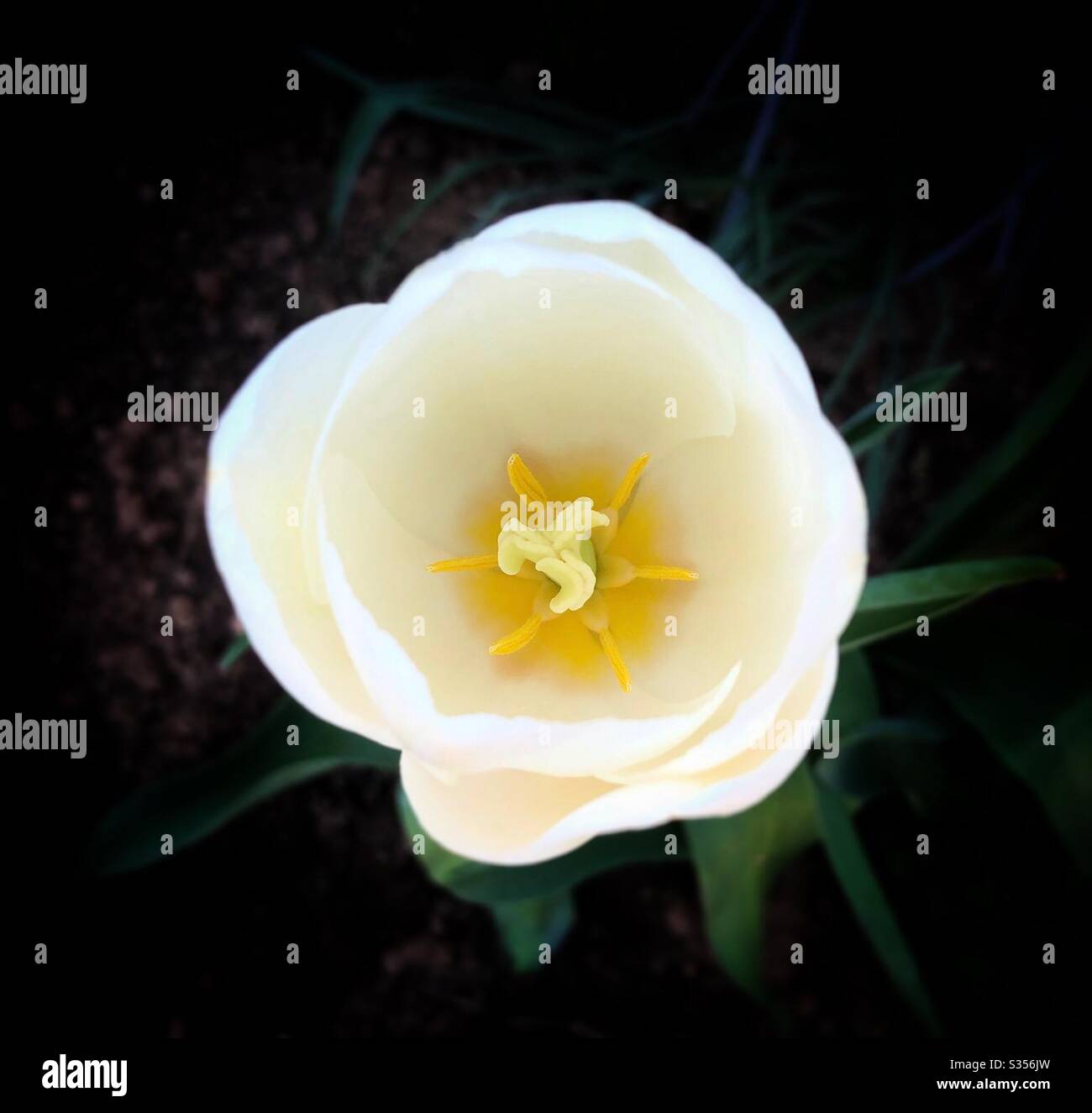 Single, white tulip viewed from above - Smartphone Captured Stock Image