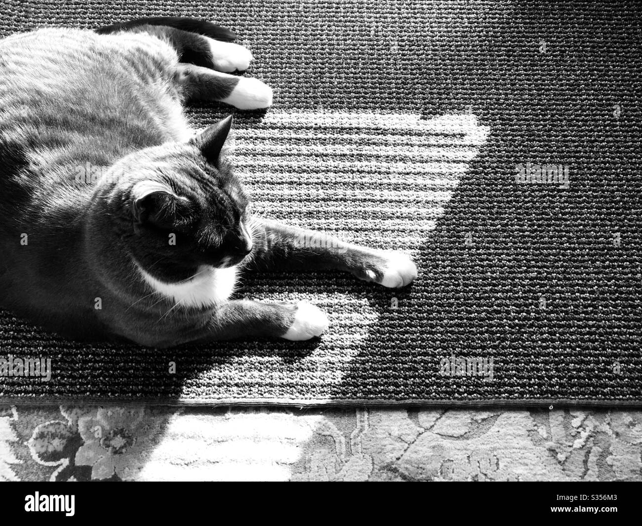 Grey tuxedo cat hires stock photography and images Alamy