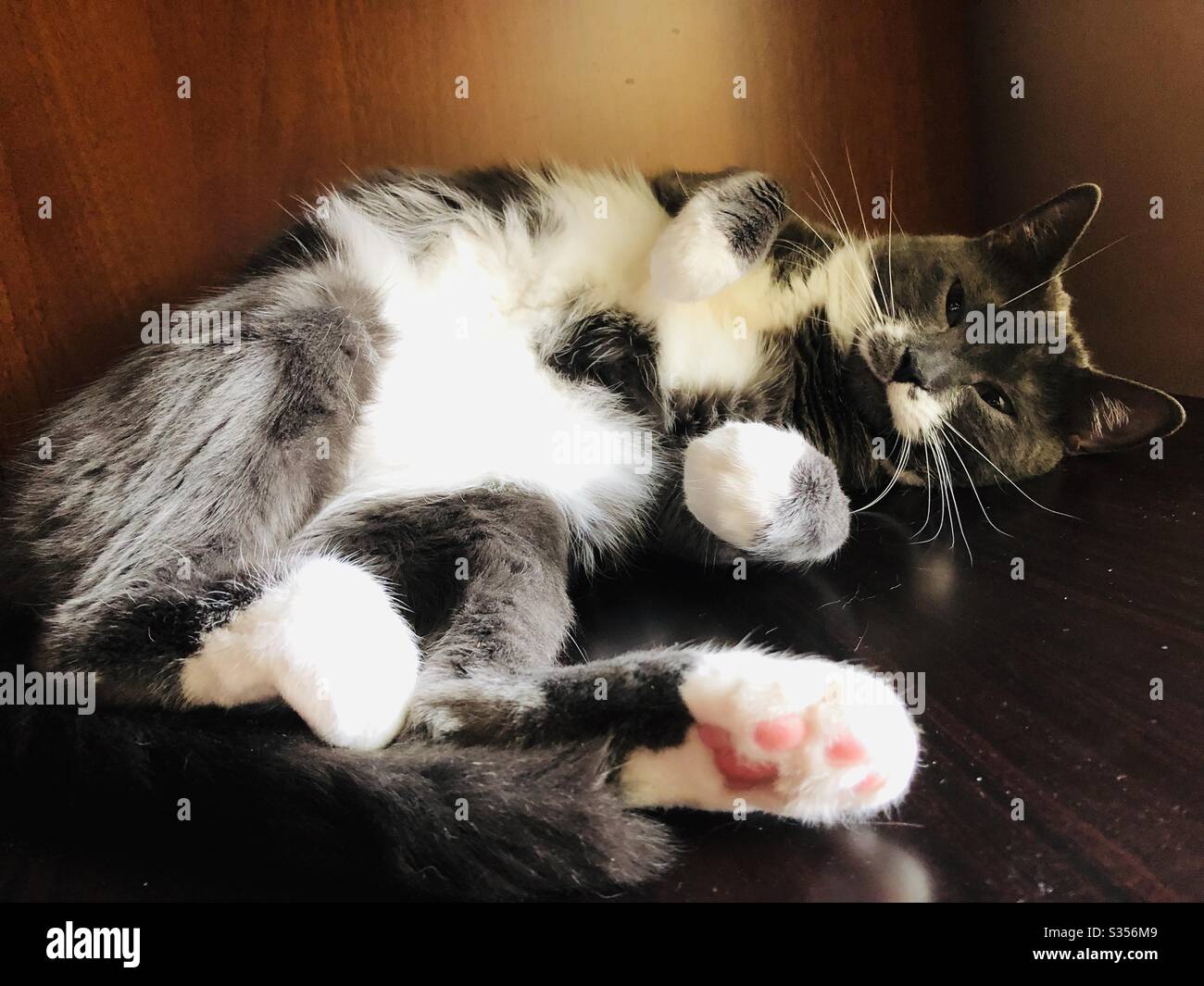 Beautiful grey tuxedo cat Stock Photo Alamy