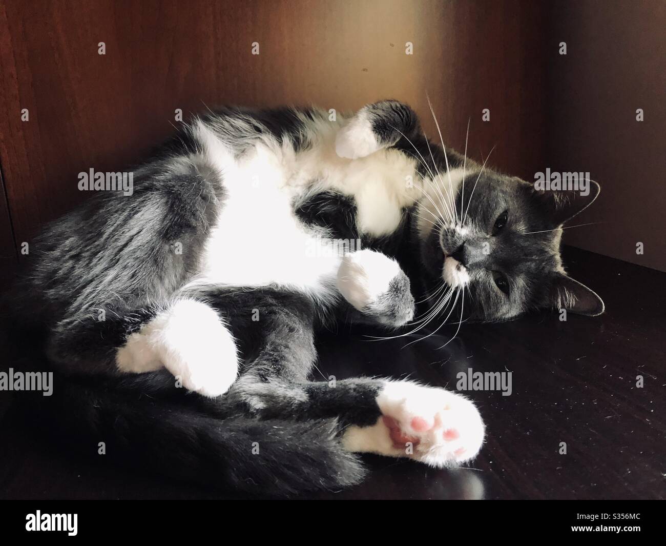 Beautiful grey tuxedo cat hires stock photography and images Alamy