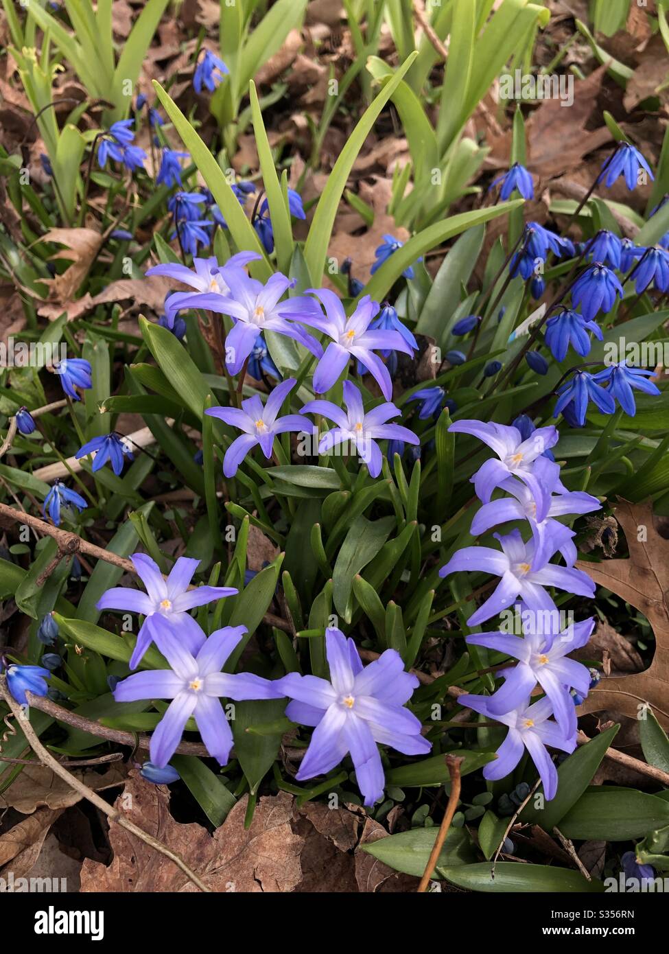 Spring flowers beginning to bloom. - Smartphone Captured Stock Image