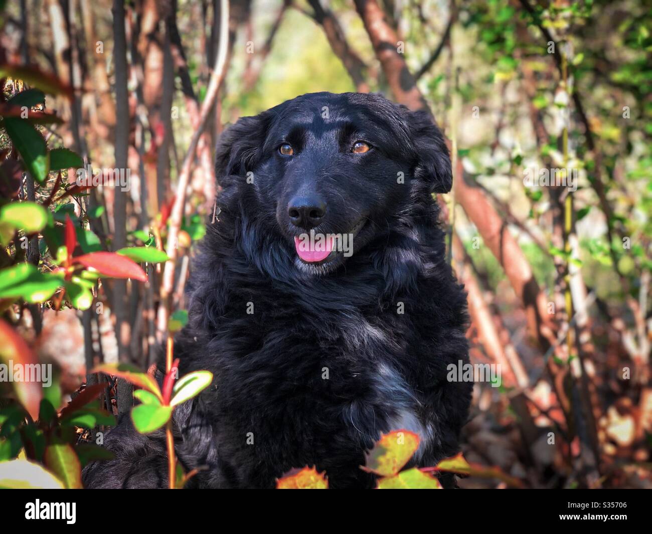 Portrait of black dog in the forest - Smartphone Captured Stock Image