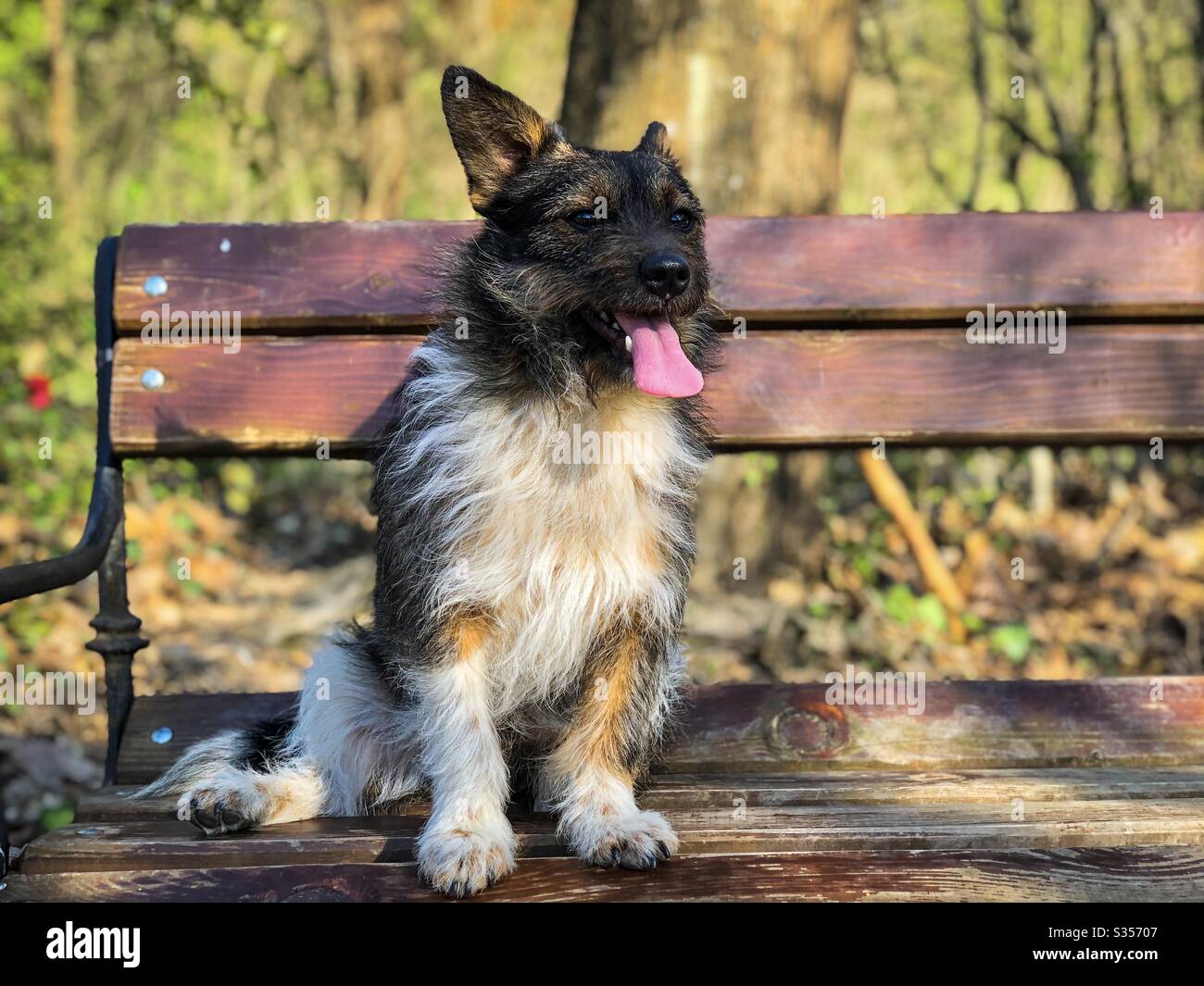 Cute small dog sitting on a bench - Smartphone Captured Stock Image