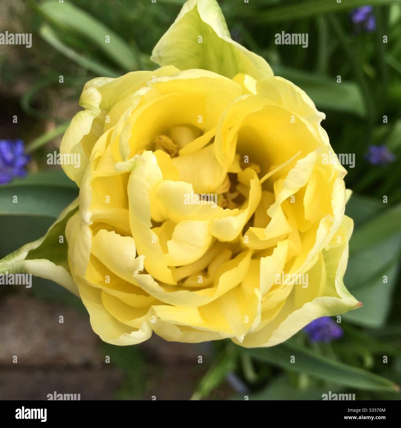 Tulip tulip flower hi-res stock photography and images - Alamy