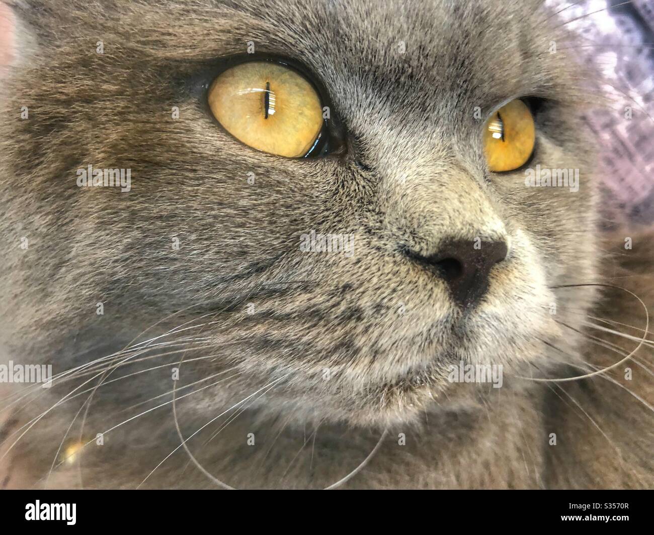 British cat with yellow eyes sharp look Stock Photo