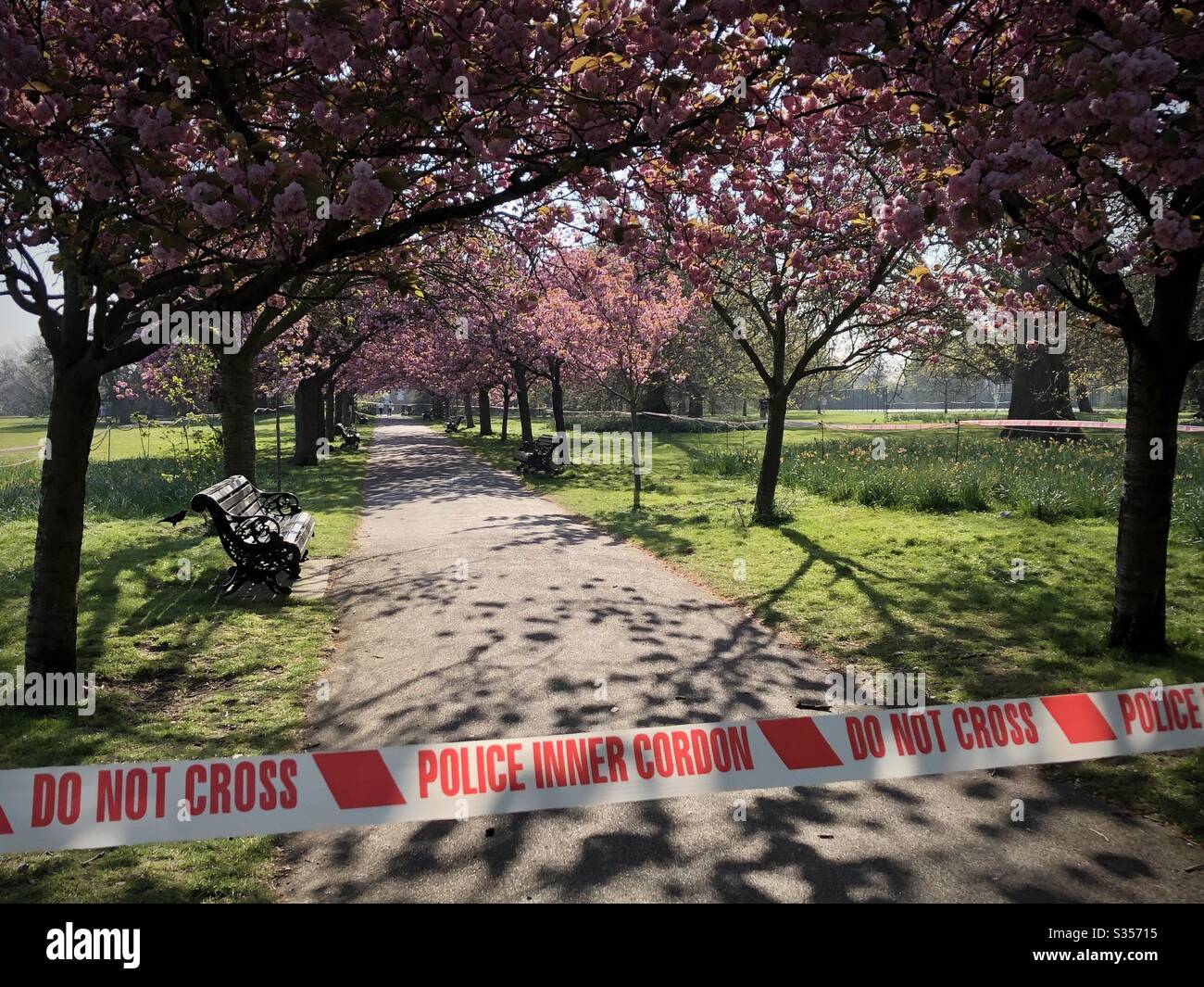 Cherry blossom in Greenwich park, London, is cordoned off during the coronavirus lockdown. - Smartphone Captured Stock Image