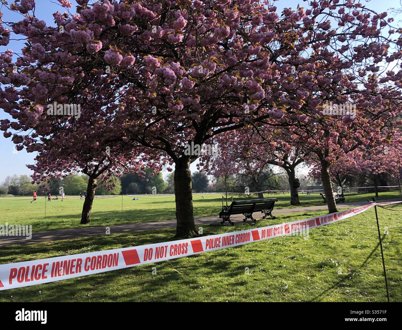 Cherry blossom trees cordoned off by police in Greenwich park during the coronavirus lockdown. Stock Photo