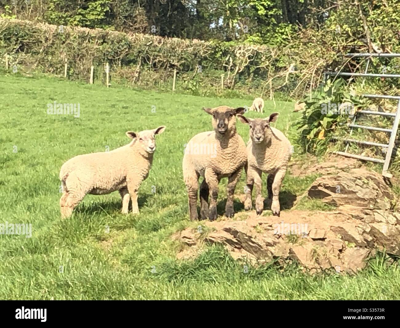 3 Lambs in the Sun - Smartphone Captured Stock Image