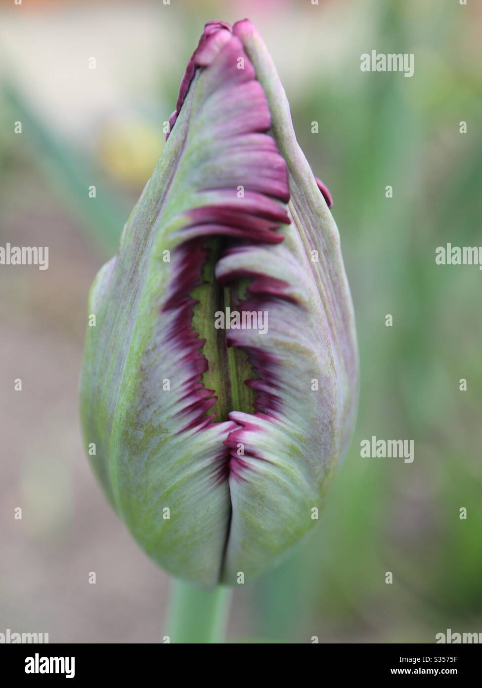 Spring Tulip Bud - Smartphone Captured Stock Image