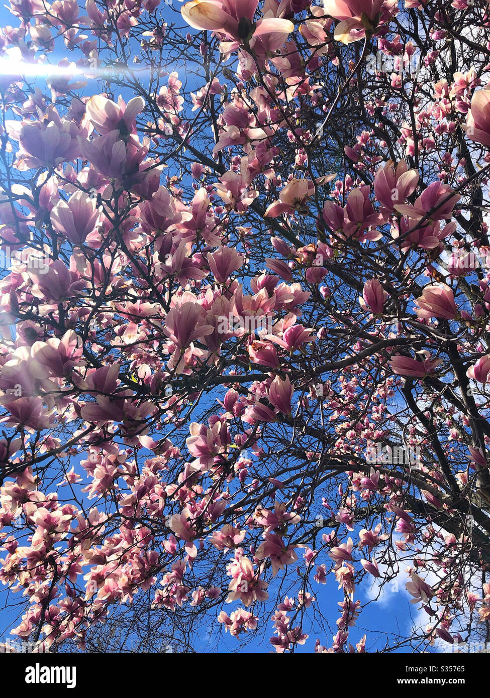 Pink magnolia bursting into bloom against a bright blue sky with sun flaring into frame in the spring - Smartphone Captured Stock Image