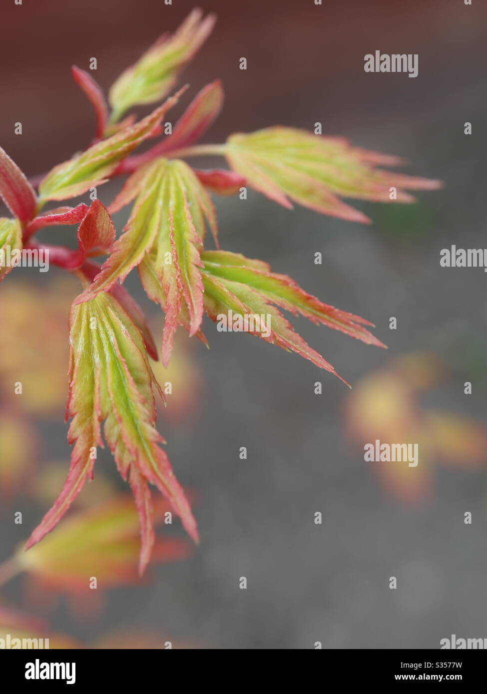 Spring Life - Smartphone Captured Stock Image