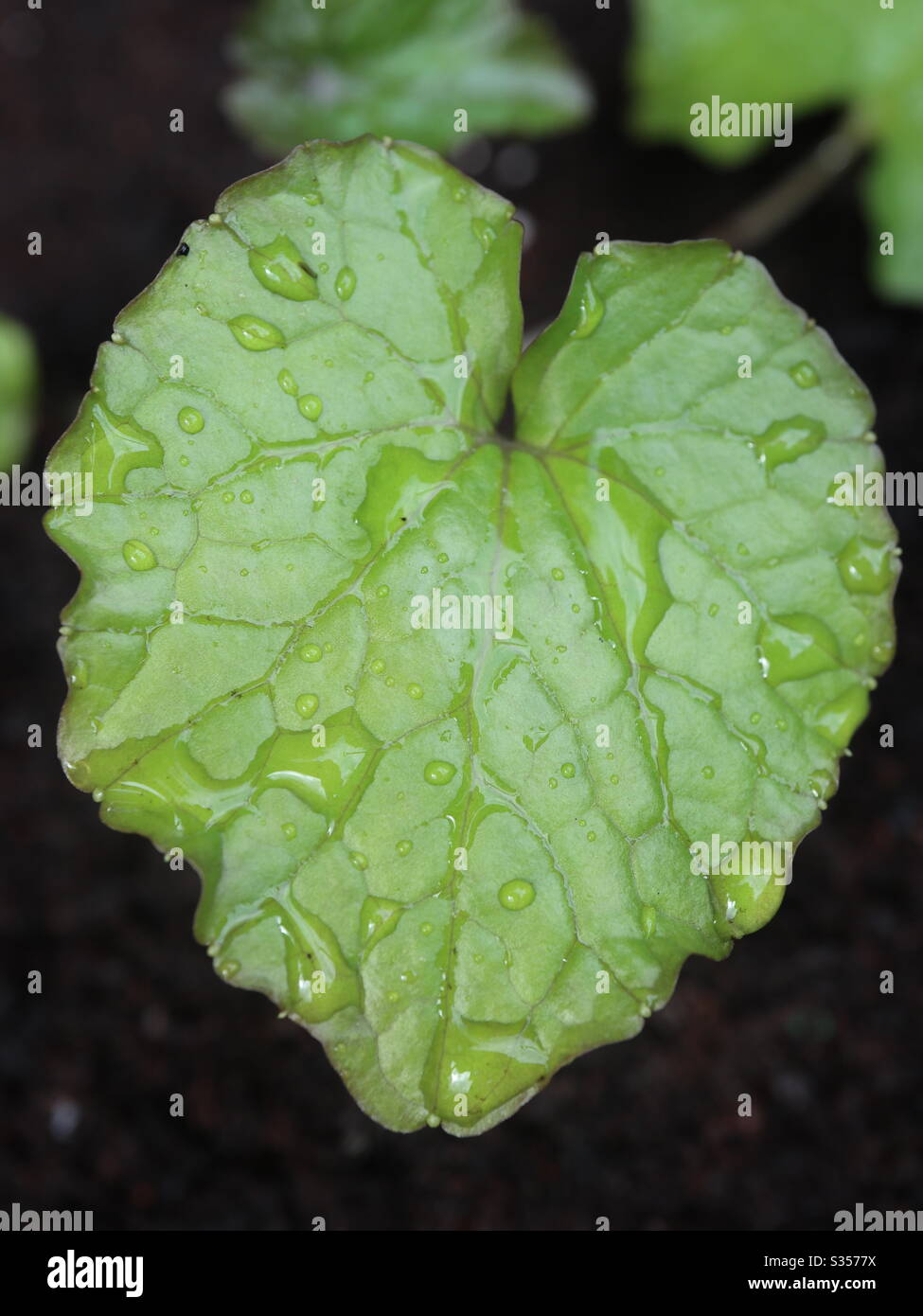 Wasabi Leaf in the rain - Smartphone Captured Stock Image